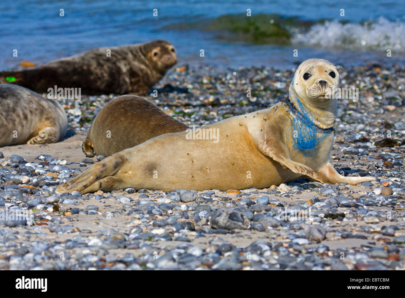 Harbor Seal, Seehunde (Phoca Vitulina), Kying am Strand, verletzt durch Fishernet, Deutschland, Schleswig-Holstein, Helgoland Stockfoto