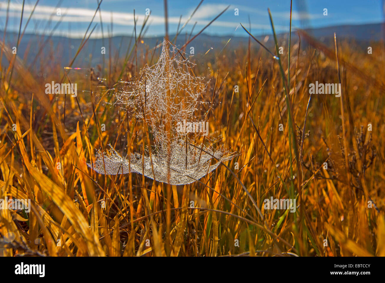 Blatt-Web Weaver, Blatt-Web Spinner, Linie weben Spinne, Linie Weber, Geld Spinne (Linyphiidae), gelingt in einem Sumpf, Norwegen, Nordland Stockfoto