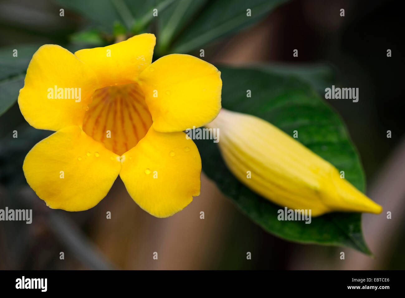 Thunbergia (Thunbergia spec.), Blumen Stockfoto