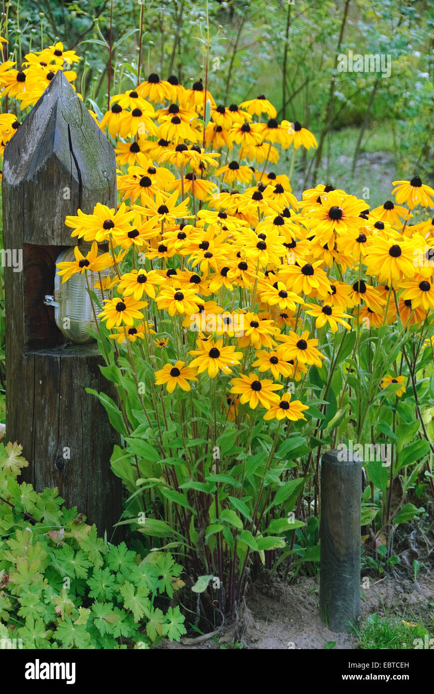 Black-Eyed Susan, behaarte Sonnenhut gelb Daisy (Rudbeckia Hirta), blühen, Nieklitz Stockfoto