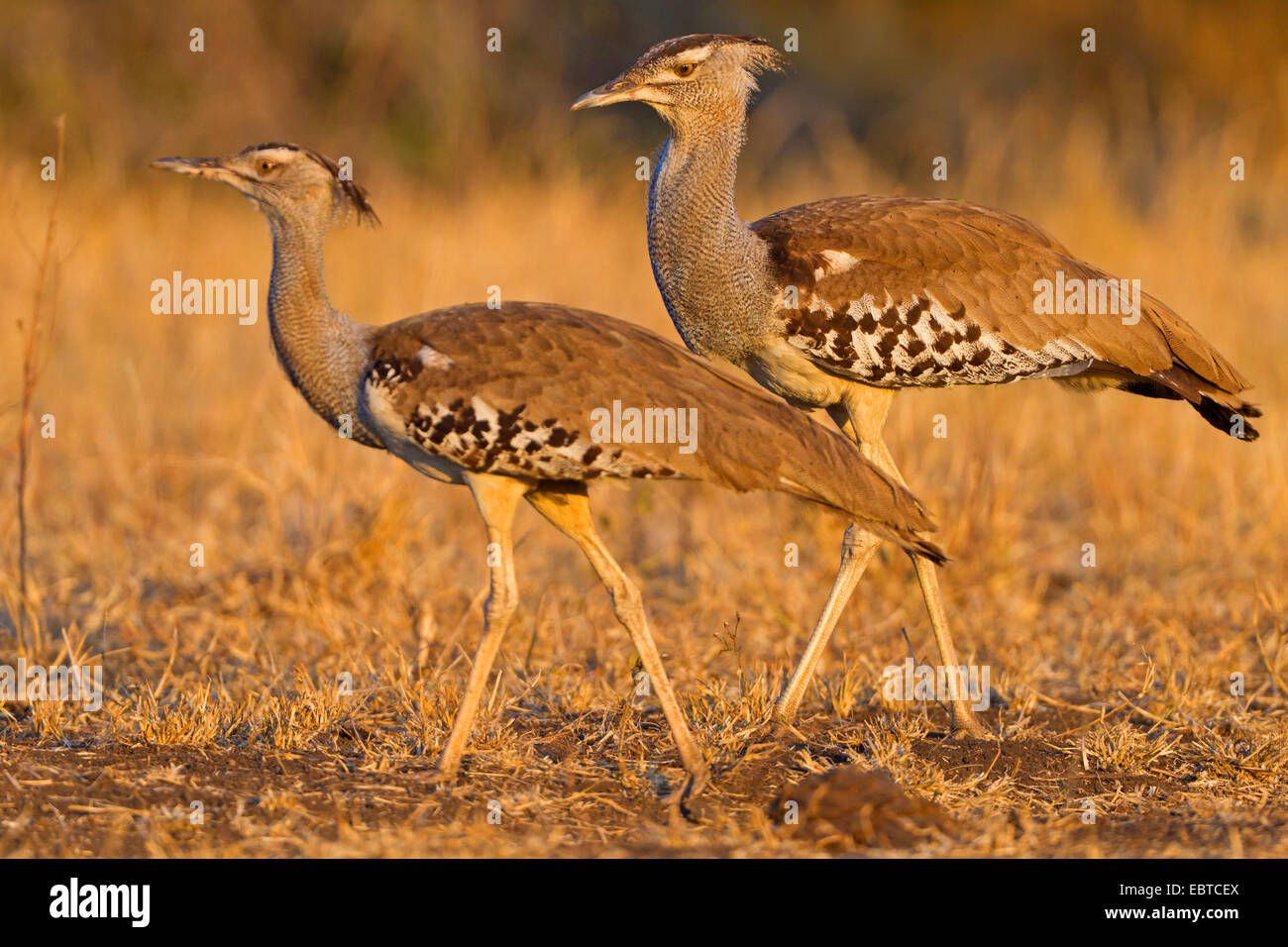 Kori Bustard (Ardeotis Kori), paar am Abend Licht, Südafrika, Krüger Nationalpark, Satara Camp Stockfoto