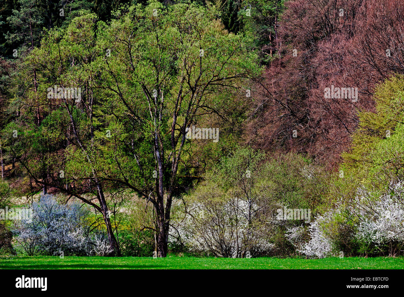 Frühholz, Deutschland, Rheinland-Pfalz, Eifel Stockfoto