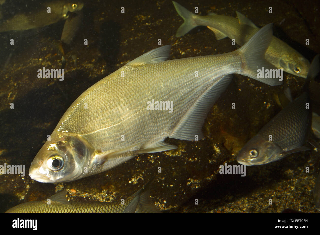 Zope, blaue Brassen (Abramis Ballerus, Ballerus Ballerus), einige Fische schwimmen unter Steinen auf einem Wasser-Boden Stockfoto