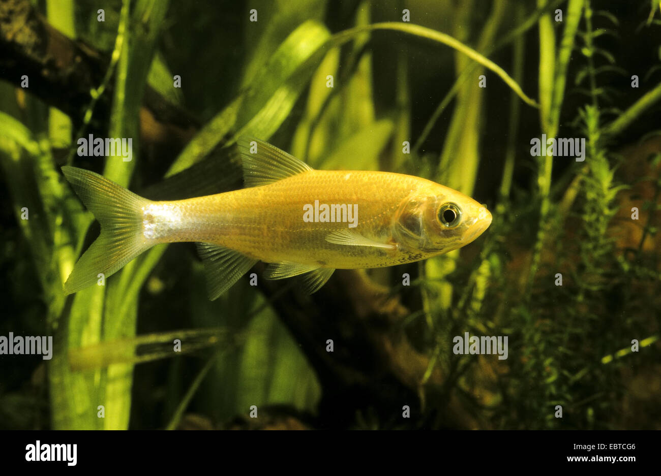 IDE, Id, Orfe, Goldorfen (Leuciscus IDU), kultivierte Form, Schwimmen unter Wasserpflanzen Stockfoto