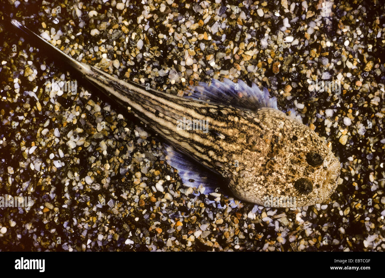 Atlantische Stargazer, Sterne Gaffer (Uranoscopus Scaber), an der Unterseite des Meeres bedeckt mit Kies Stockfoto