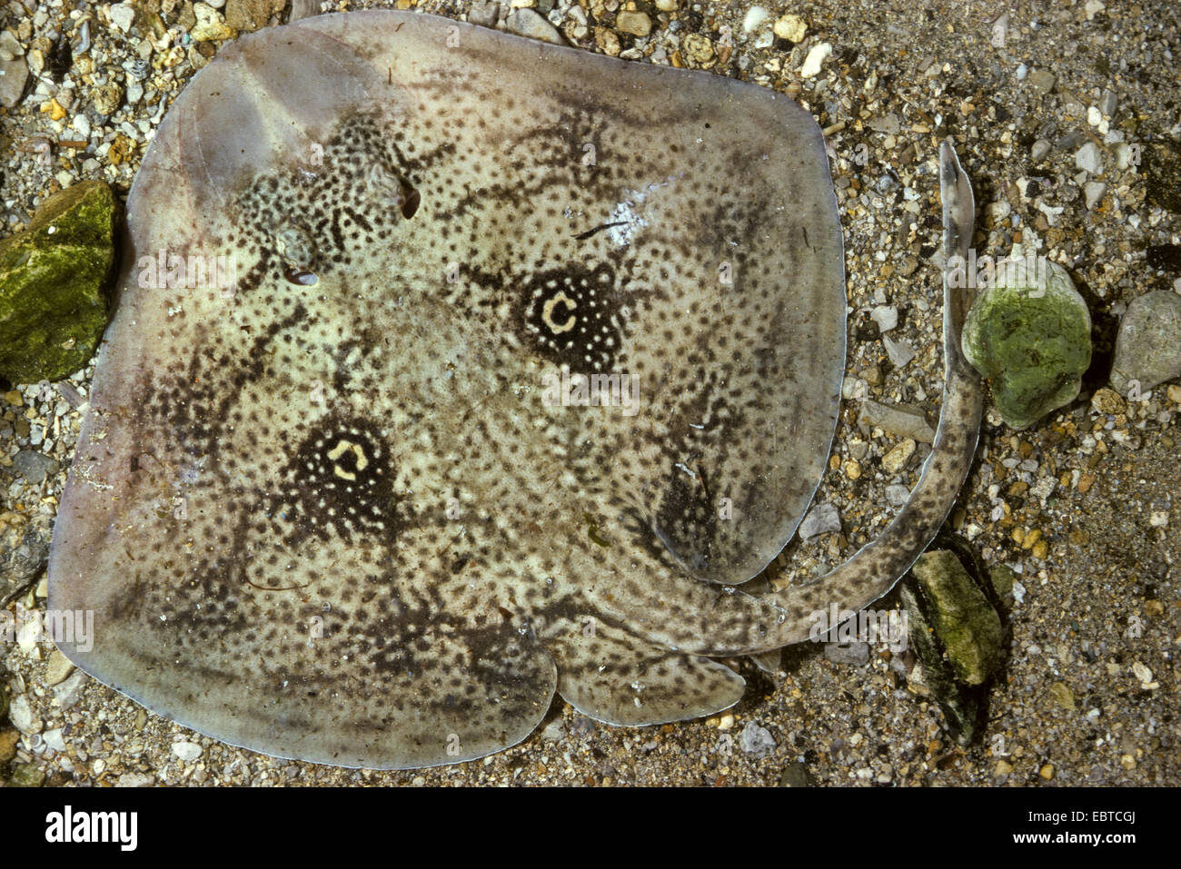 Kuckuck Strahl, Schmetterling Skate (Raja Naevus, Leucoraja Naevus), an der Unterseite des Meeres mit Kies bedeckt. Stockfoto