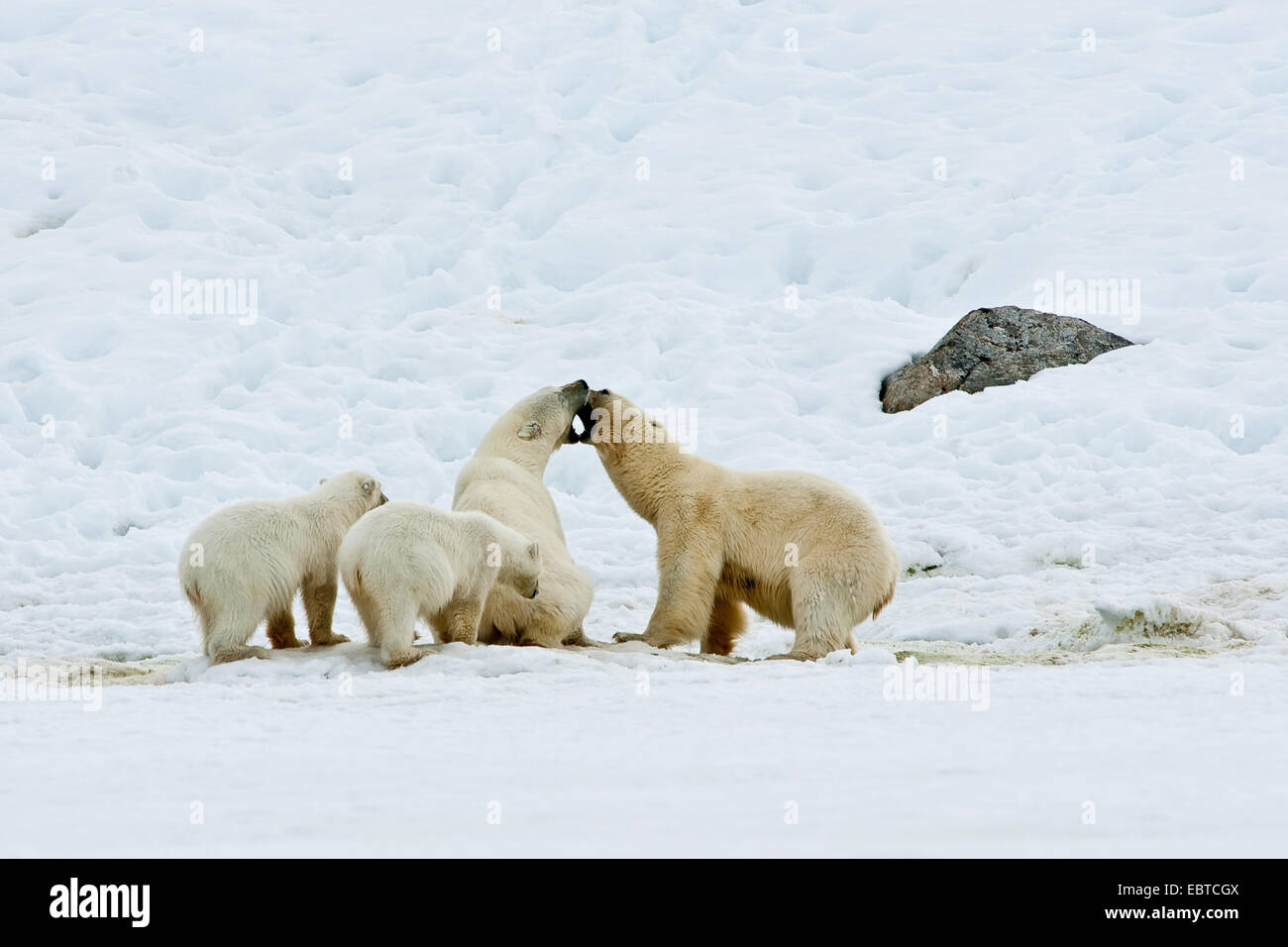 Eisbär (Ursus Maritimus), polare Bären streiten über Essen, Norwegen, Svalbard Stockfoto