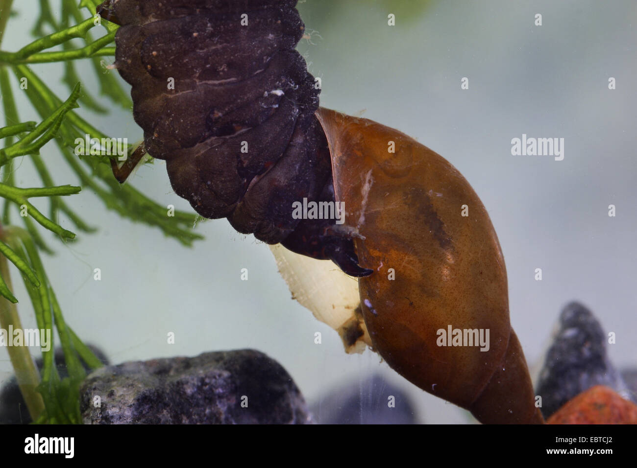 Schwarzen Wasserkäfer, Silber Wasserkäfer, Diving Wasserkäfer (wasserhaltigen spec, Hydrophilus Spez.), Larven ernähren sich von einer Wasser-Schnecke, Deutschland Stockfoto