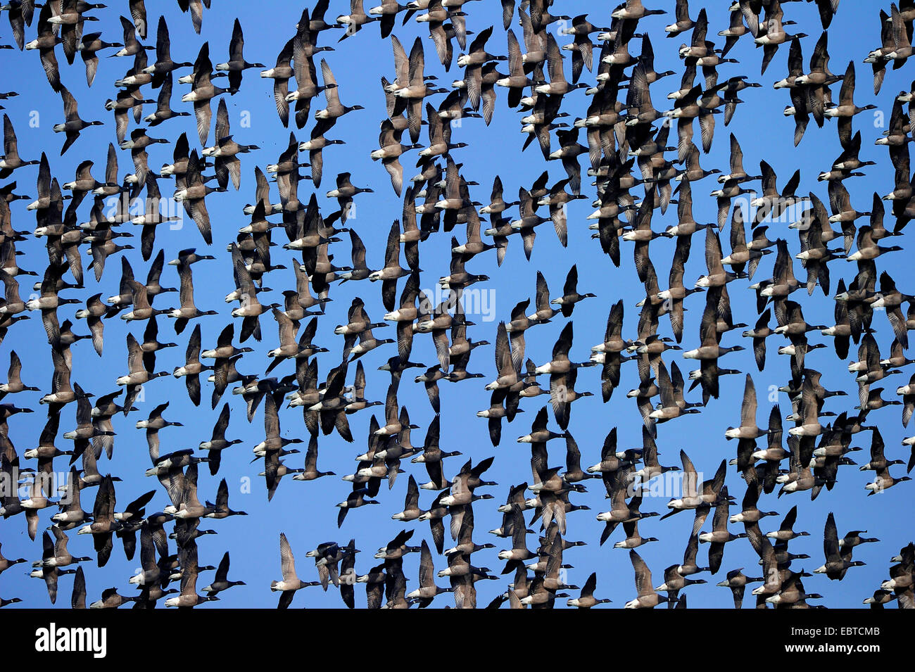 Ringelgans (Branta Bernicla), große Herde vor blauem Himmel, Niederlande Stockfoto