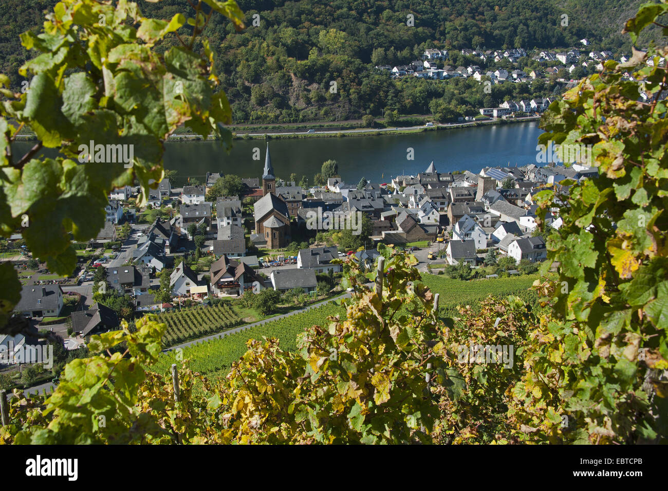 idyllischer Blick vom Weinberg auf die Städte Alken und Kattenes an der Mosselle, Deutschland, Rheinland-Pfalz Stockfoto