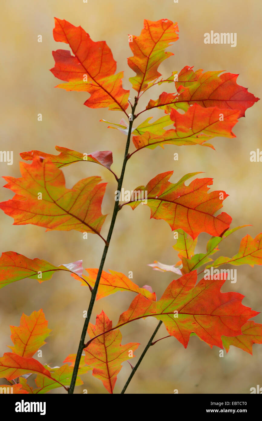 Roteiche (Quercus Rubra), im Herbst, Deutschland, Bayern Stockfoto