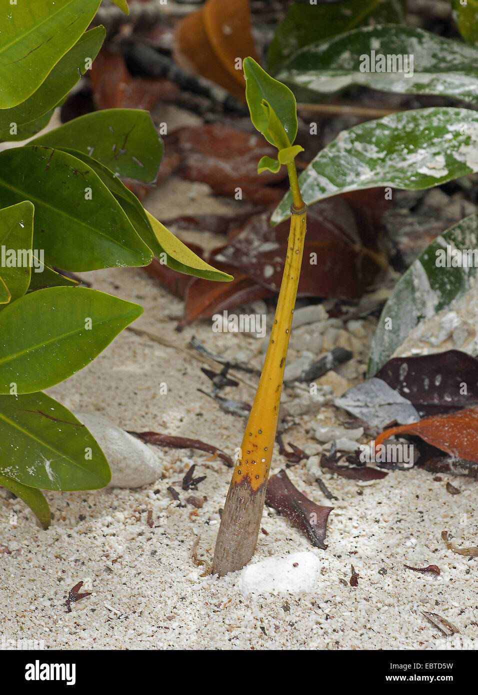 rote Mangroven (Rhizophora Mangle), Sämling in Sand, Ecuador, Galapagos-Inseln, Genovesa Stockfoto