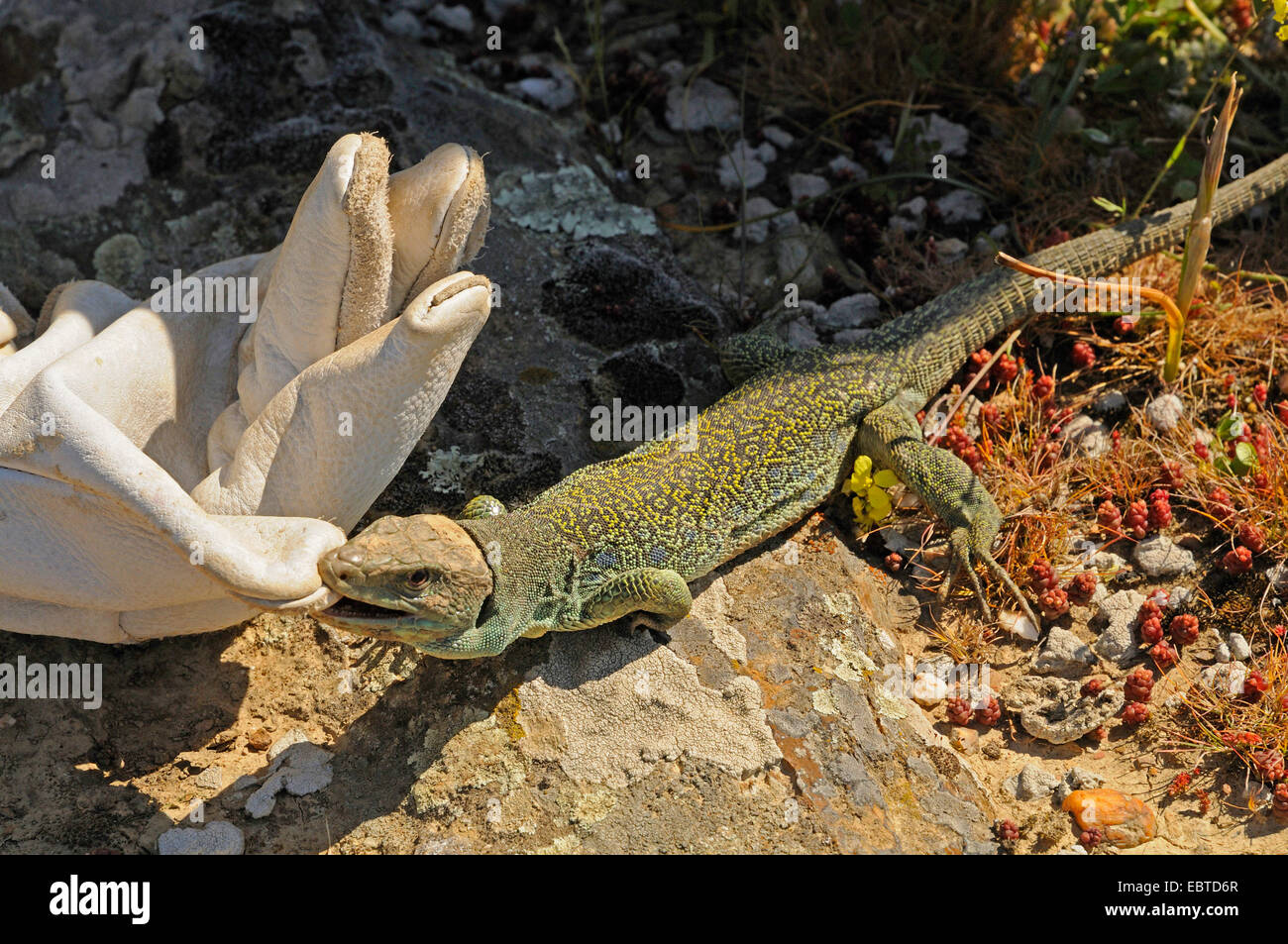 ocellated Eidechse, ocellated grüne Eidechse, blauäugige Eidechse, jeweled Eidechse (Lacerta Lepida), sitzt auf Felsen Biss in ein Leder Arbeitshandschuh, Spanien, Extremadura Stockfoto
