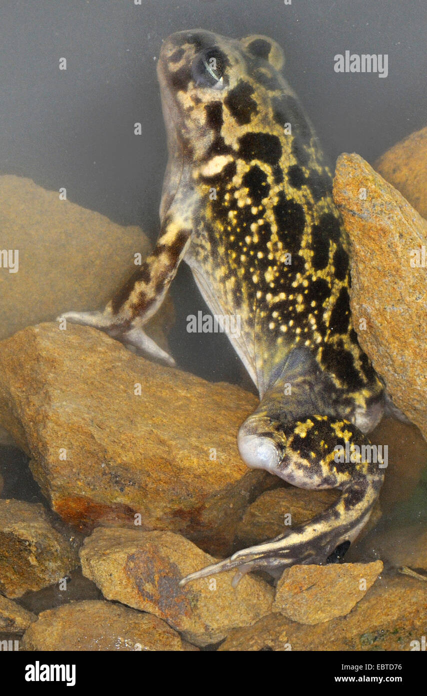 Westlichen europäischen katzenähnliche, iberischen katzenähnliche (Pelobates Cultripes), sitzen unter Wasser unter den Steinen, Spanien, Extremadura Stockfoto