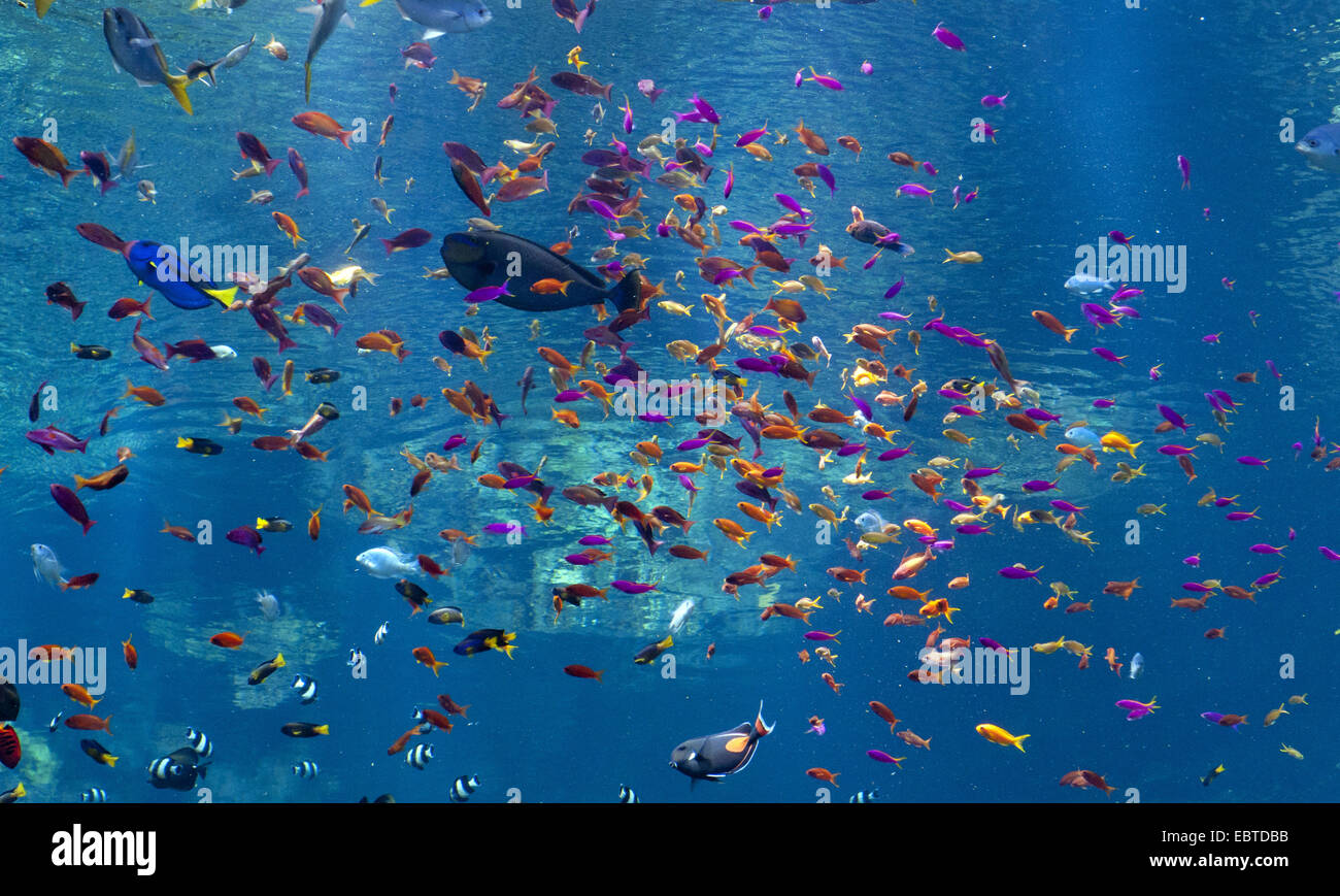 verschiedene tropische Fische in einem Meerwasseraquarium Stockfoto