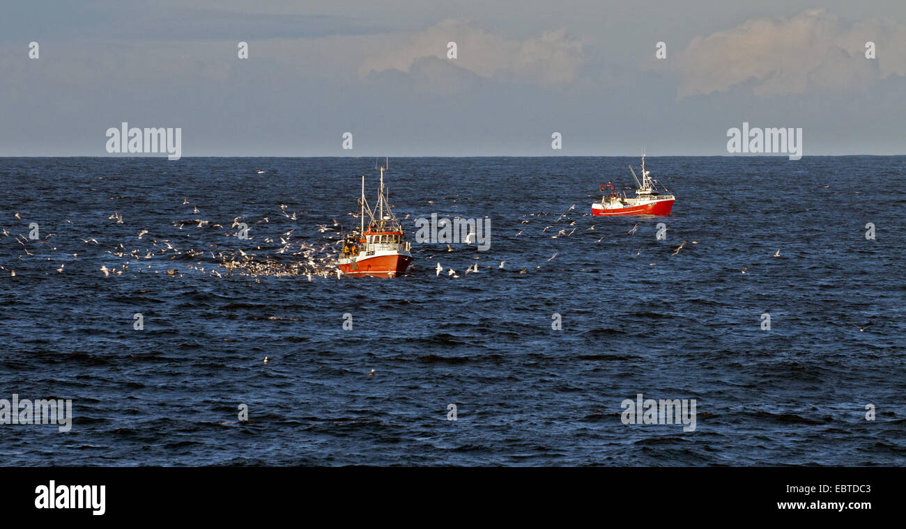 zwei Fischerboote an der Nordsee, begleitet von Möwen, Farsund, Lista, Vest-Agder, Norwegen Stockfoto