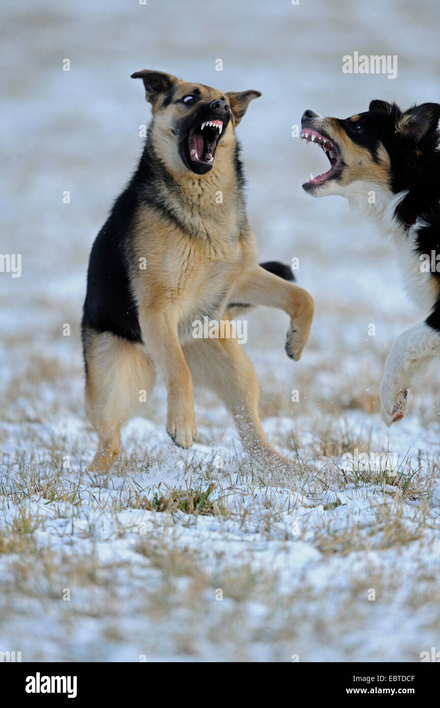 Deutscher Schäferhund (Canis Lupus F. Familiaris), Deutscher Schäferhund und einen Australian Shepherd entblößte Zähne, Deutschland Stockfoto