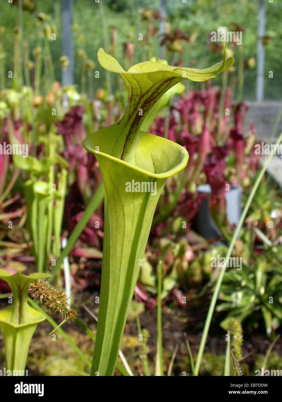 gelbe Schlauchpflanze, Jäger Horn (Sarracenia Flava), Blatt Stockfoto