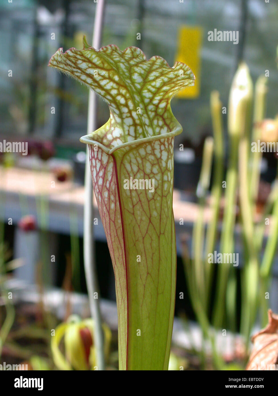 White-Trompete (Sarracenia Leucophylla), Blatt Stockfoto