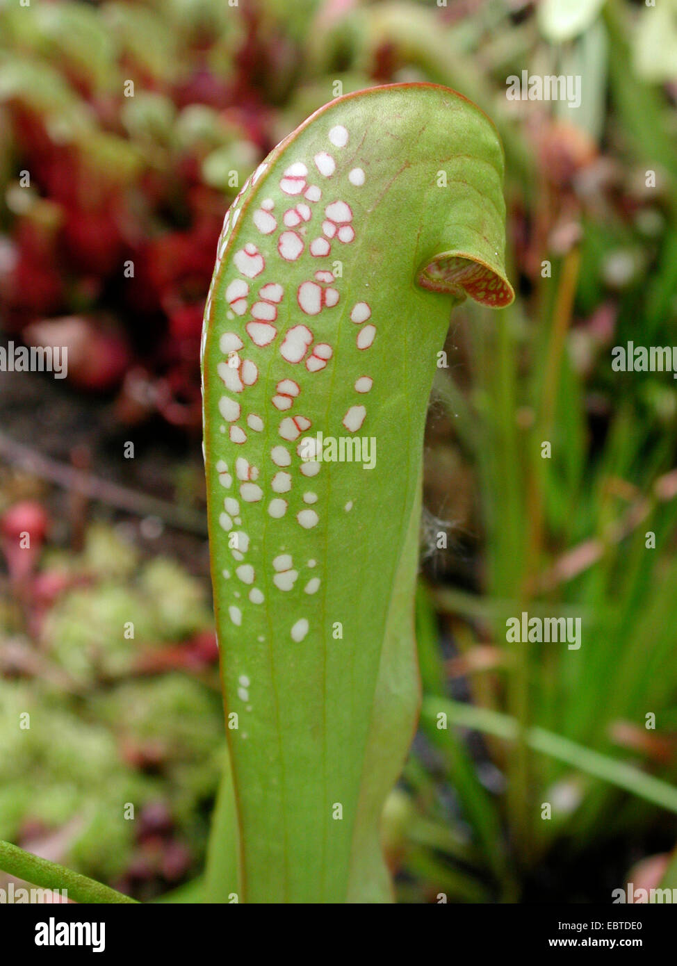 Mit Kapuze Schlauchpflanze (Sarracenia minor), Blatt mit windows Stockfoto