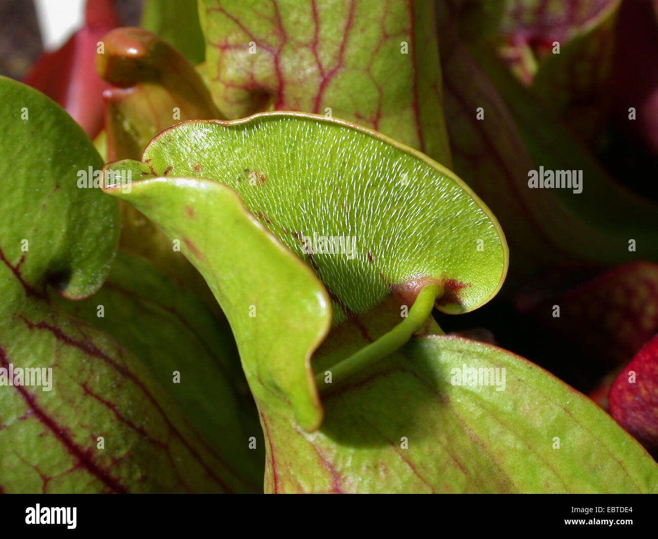 nördlichen Schlauchpflanze (Sarracenia Purpurea), Kappe des Blattes Stockfoto