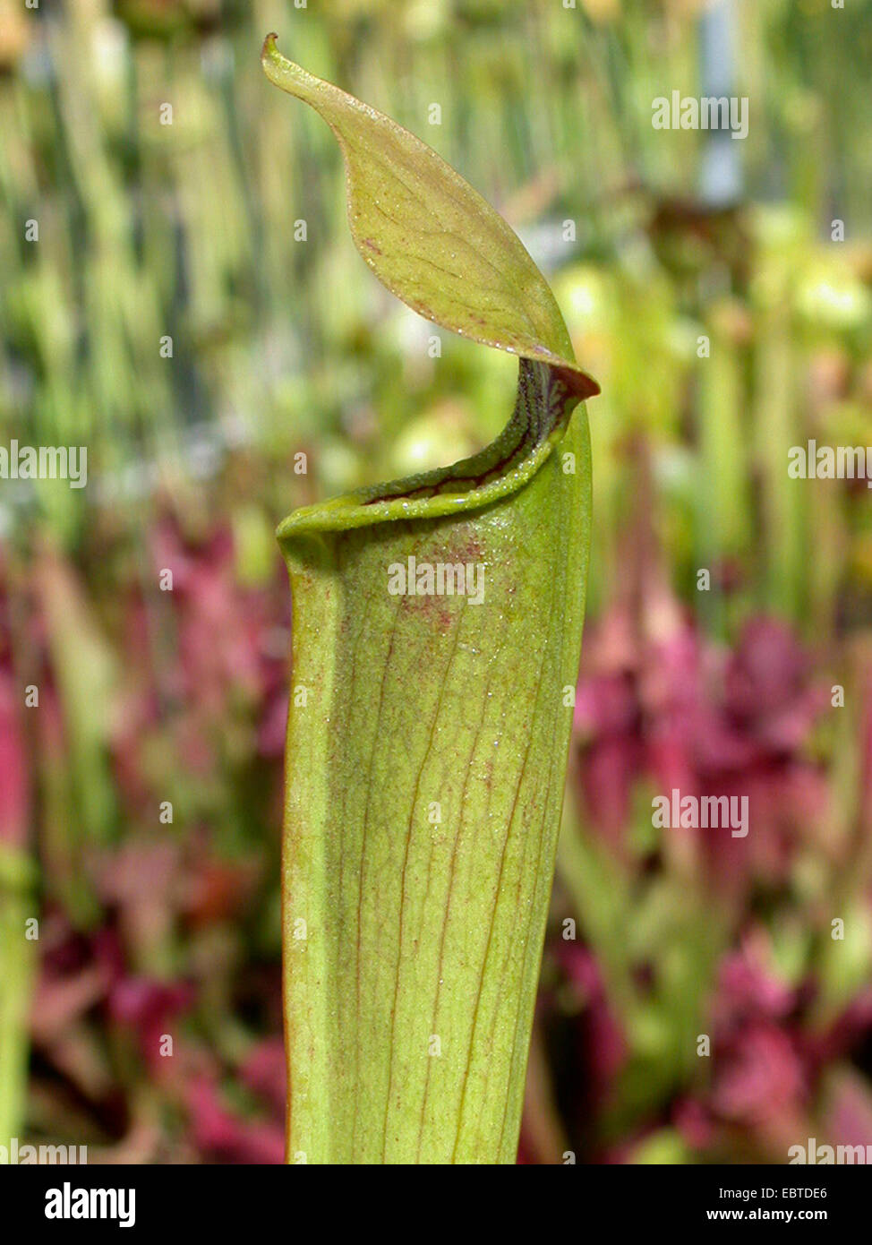 Süße Kannenpflanze, gelbe Trompeten (Sarracenia Alata), Blatt Stockfoto
