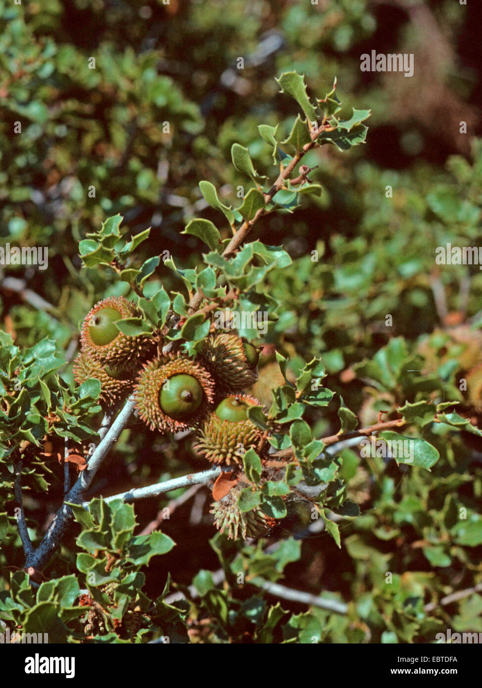 Kermes Eiche (Quercus Coccifera), Zweig mit Eicheln, Türkei Stockfoto