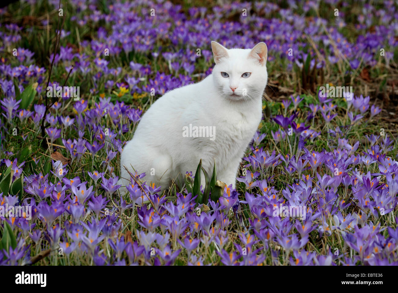 Hauskatze, Haus Katze (Felis Silvestris F. Catus), weiße Katze sitzt in einem Beet voller Krokusse Stockfoto