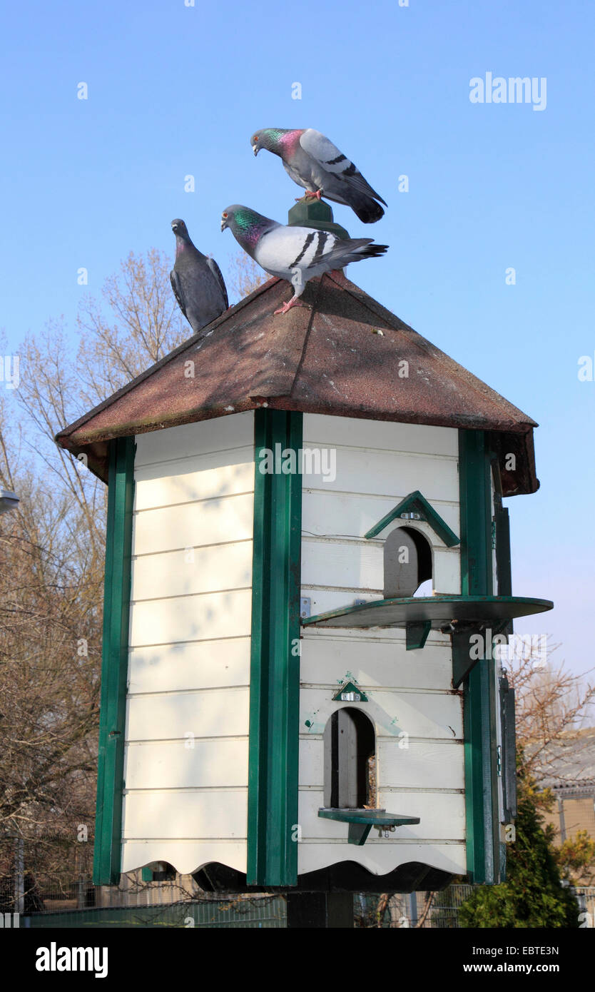 häusliche Taube (Columba Livia F. Domestica), Taubenschlag, Deutschland Stockfoto