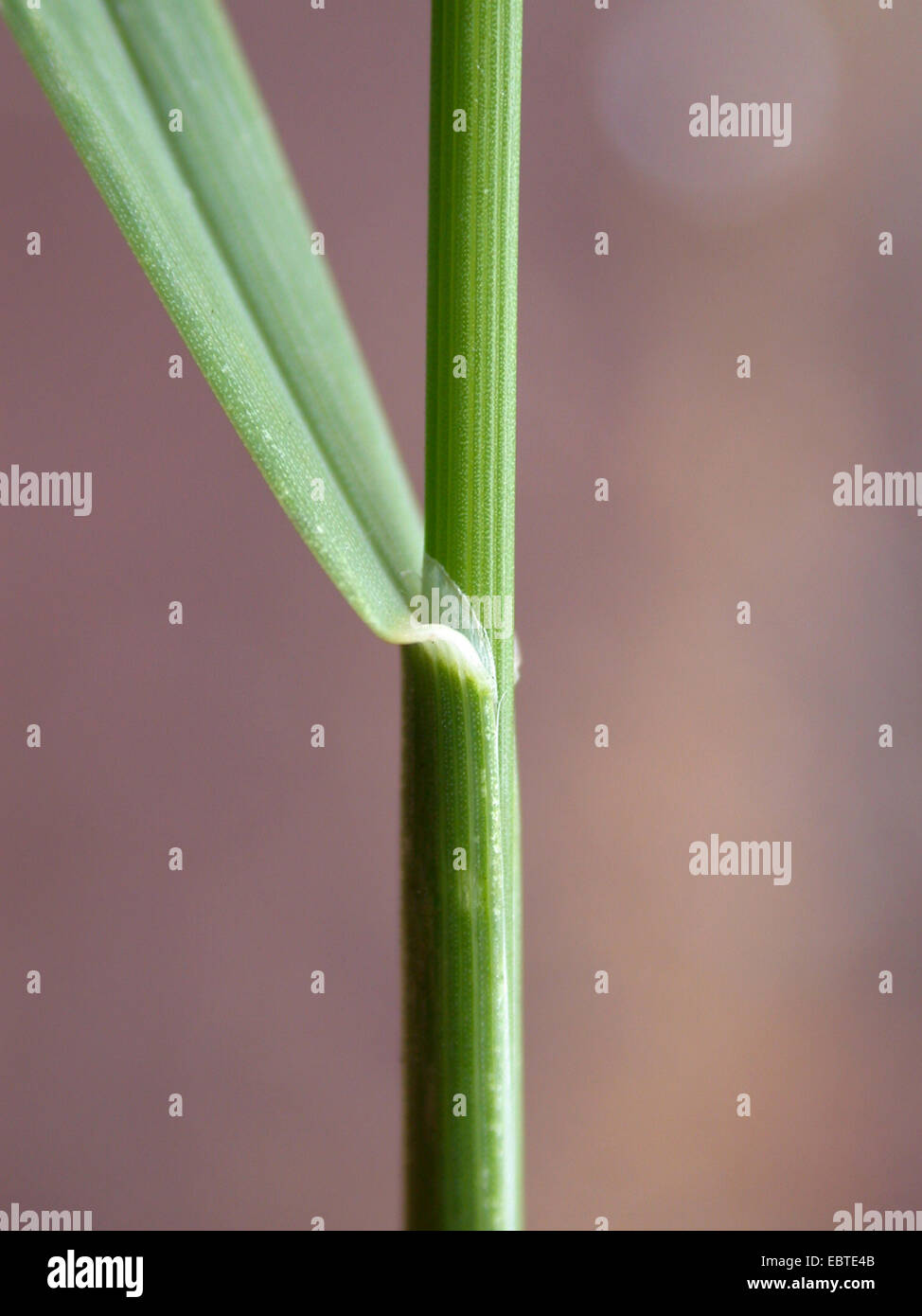 Kanada Blue-Grass, flache Wiese-Grass (Poa Compressa), Blatt und Blatthäutchen, Deutschland Stockfoto