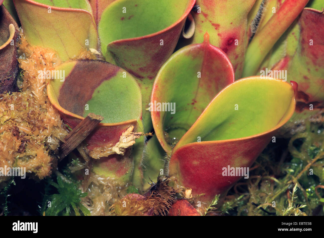 Sonne-Krug (Heliamphora Heterodoxa), Blätter Stockfoto