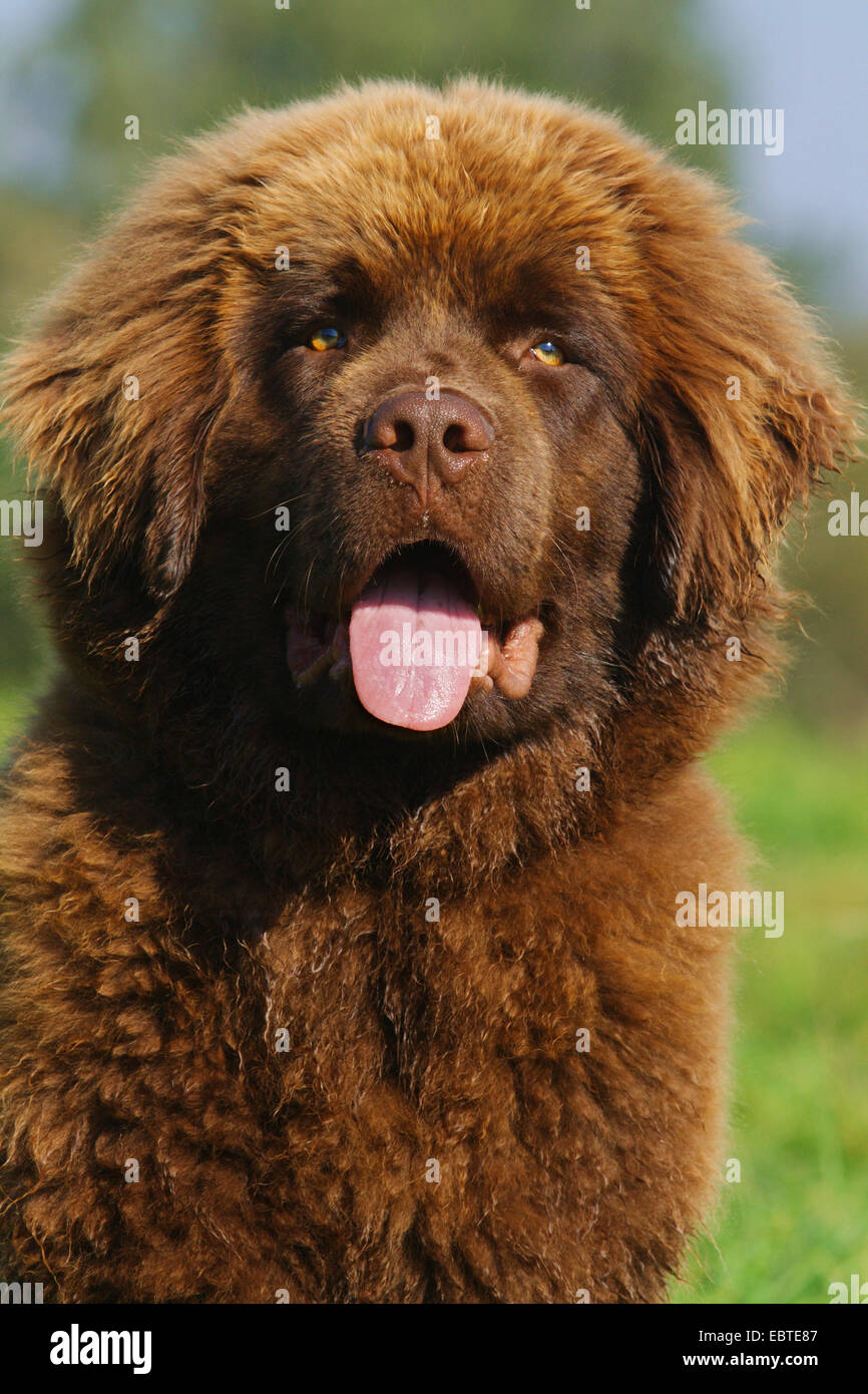 Neufundland (Canis Lupus F. Familiaris), sechs Monate alter Welpe, portrait Stockfoto