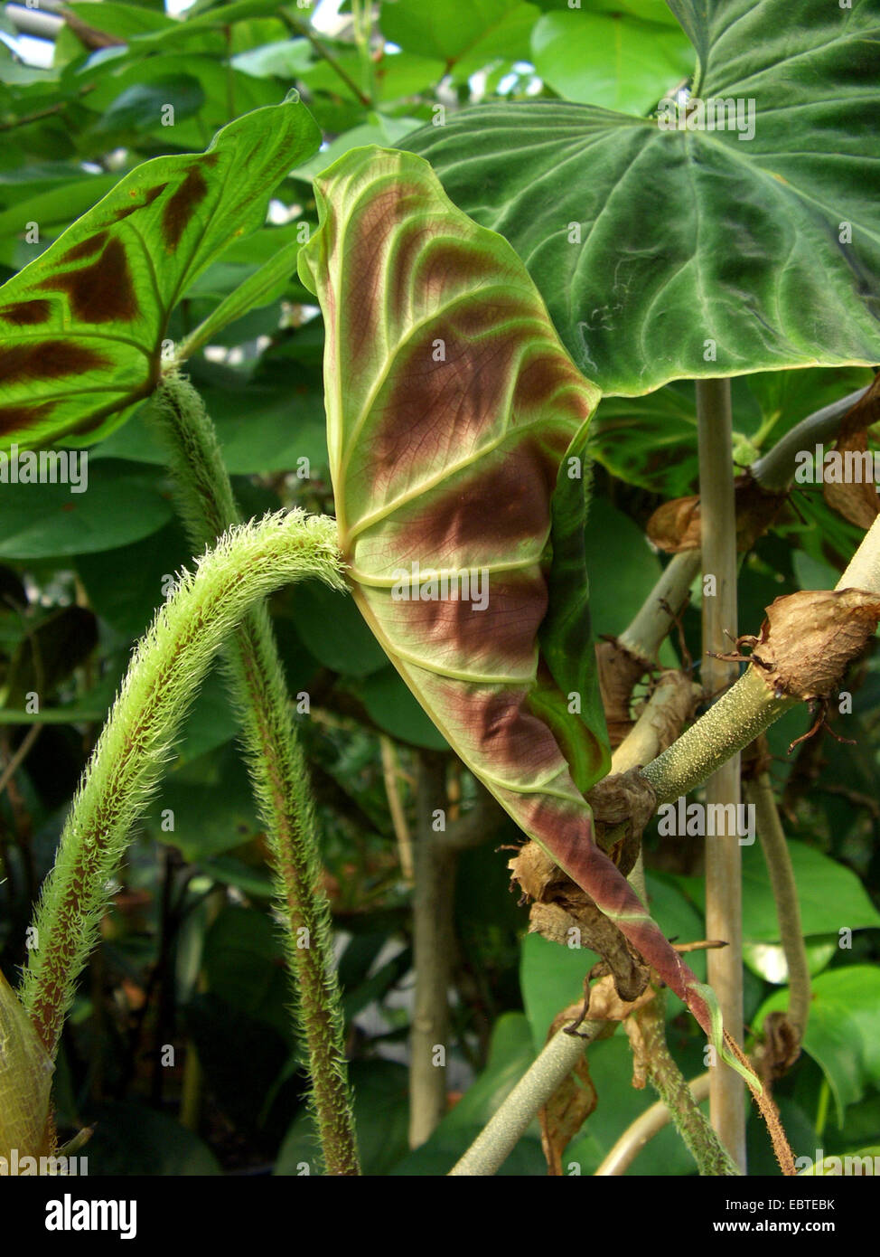 Philodendron (Philodendron Verrucosum), Blatt Stockfotografie - Alamy