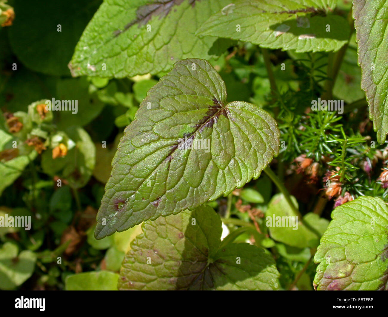 dotierten Rapunzeln (Phyteuma Spicatum), Blatt, Deutschland Stockfoto