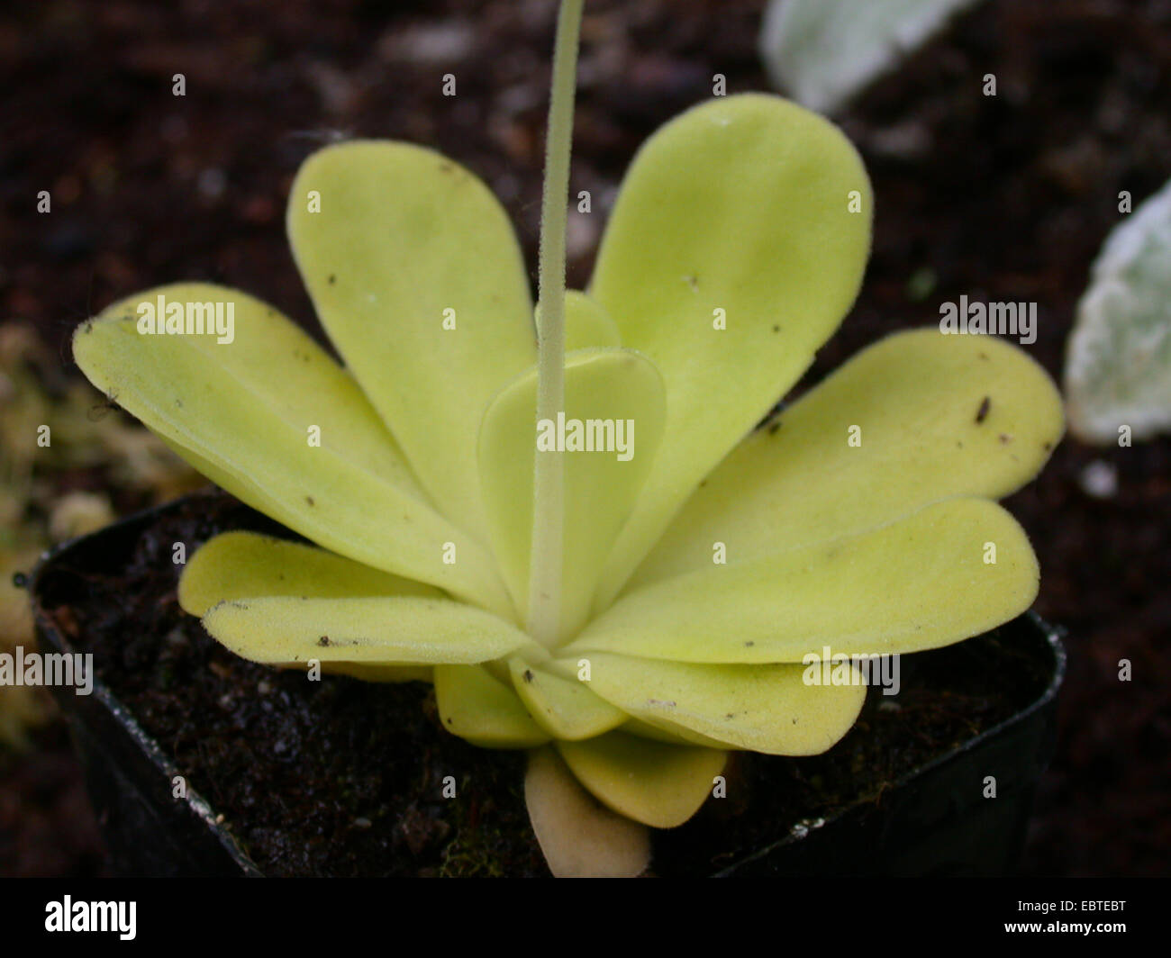 Fettkraut (Pinguicula Agnata), Grundrosette Stockfoto