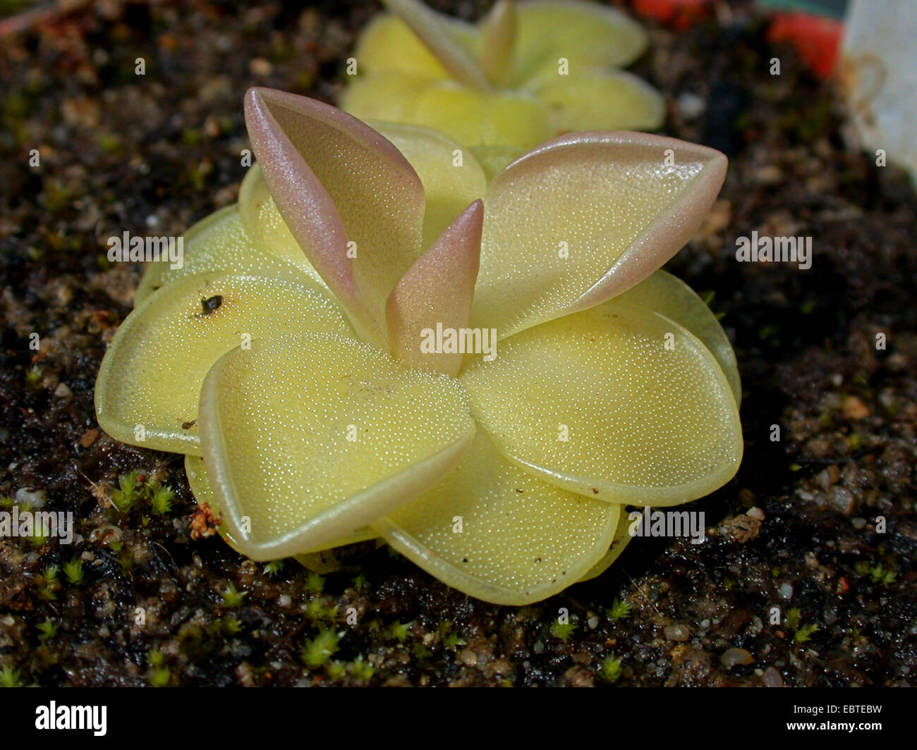 Fettkraut (Pinguicula Moranensis), Grundrosette Stockfoto