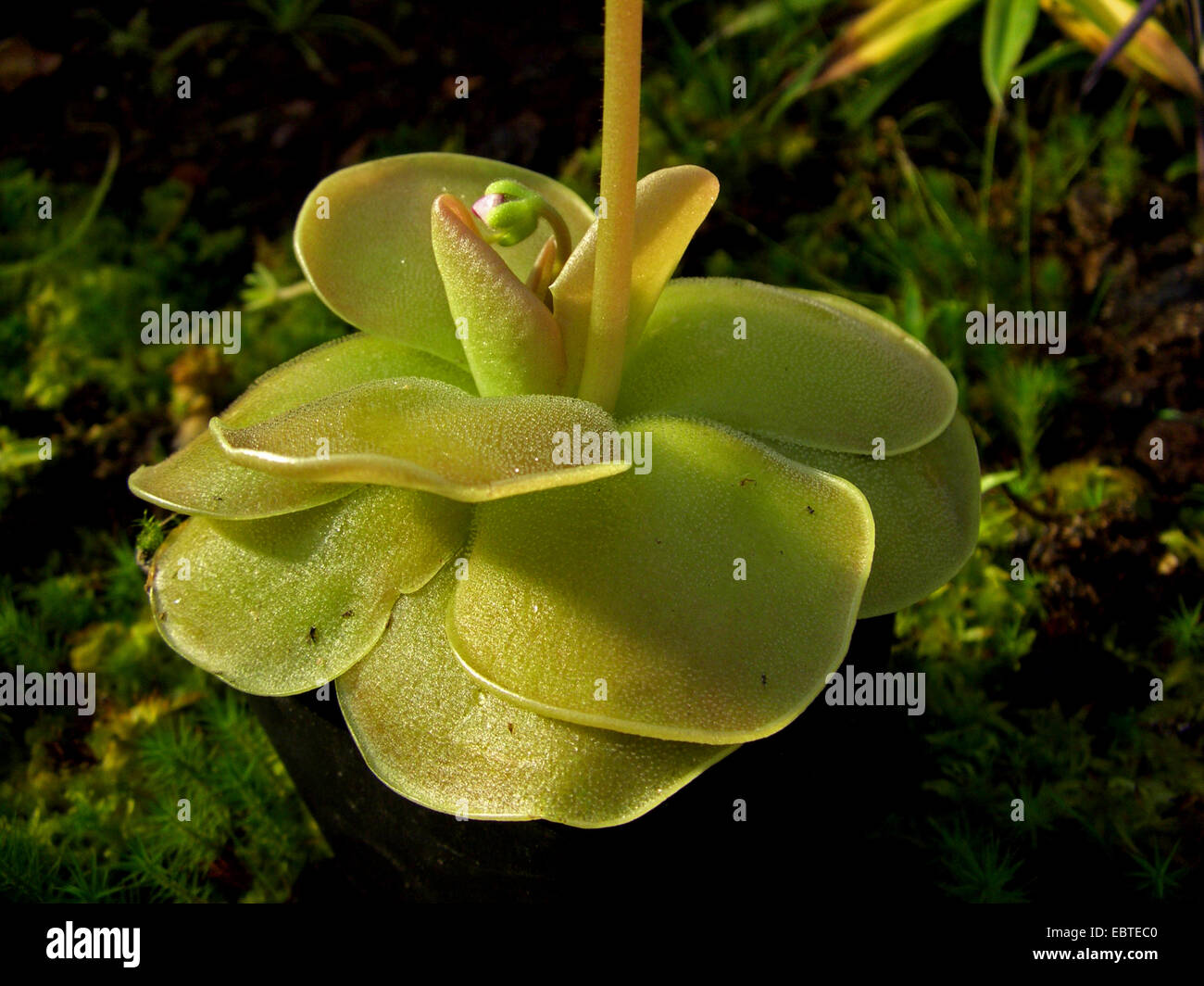 Fettkraut (Pinguicula Ehlersiae), Grundrosette Stockfoto