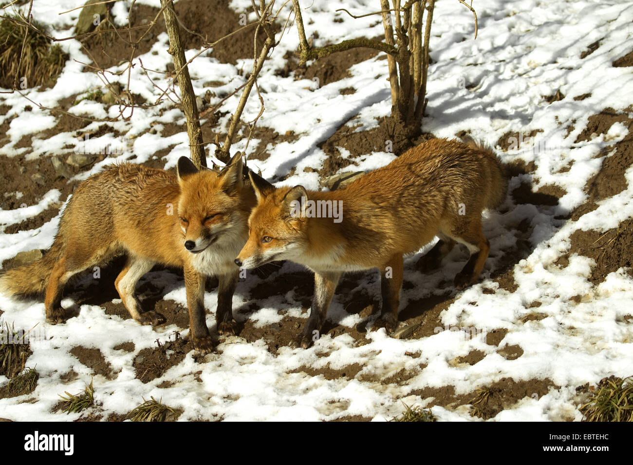 Rotfuchs (Vulpes Vulpes), zwei Füchse im Schnee, Deutschland Stockfoto