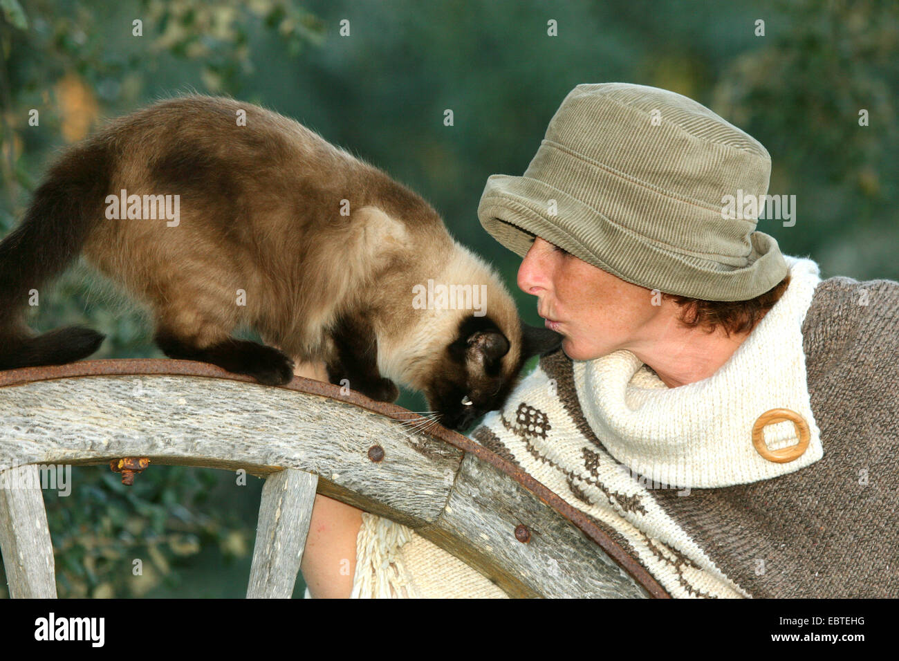 Siamese, siamesische Katze (Felis Silvestris F. Catus) auf Wagenrad Smoching mit Frau mit Hut Stockfoto