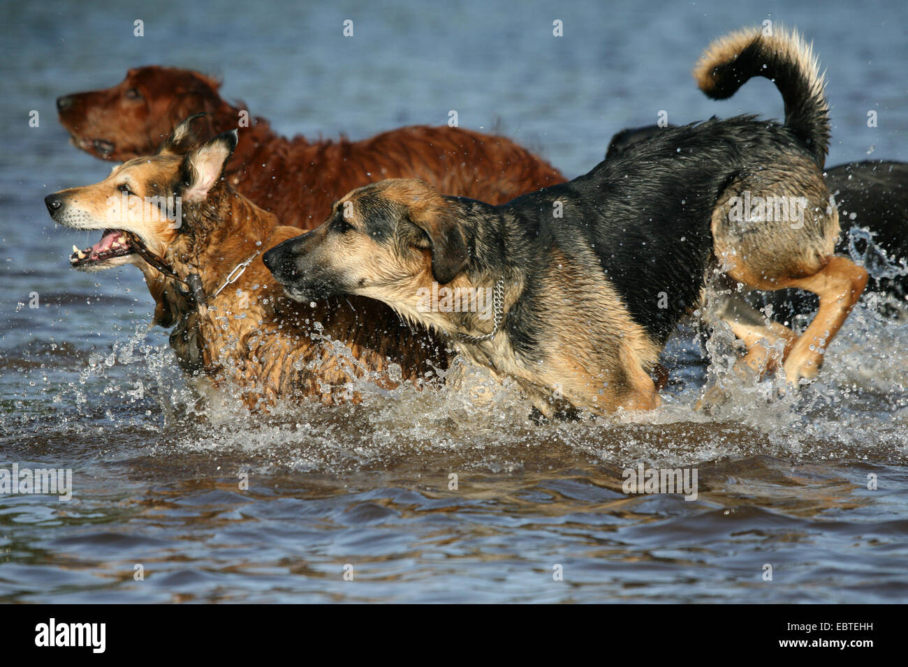 Haushund (Canis Lupus F. Familiaris), drei Hunde laufen durch Wasser Stockfoto