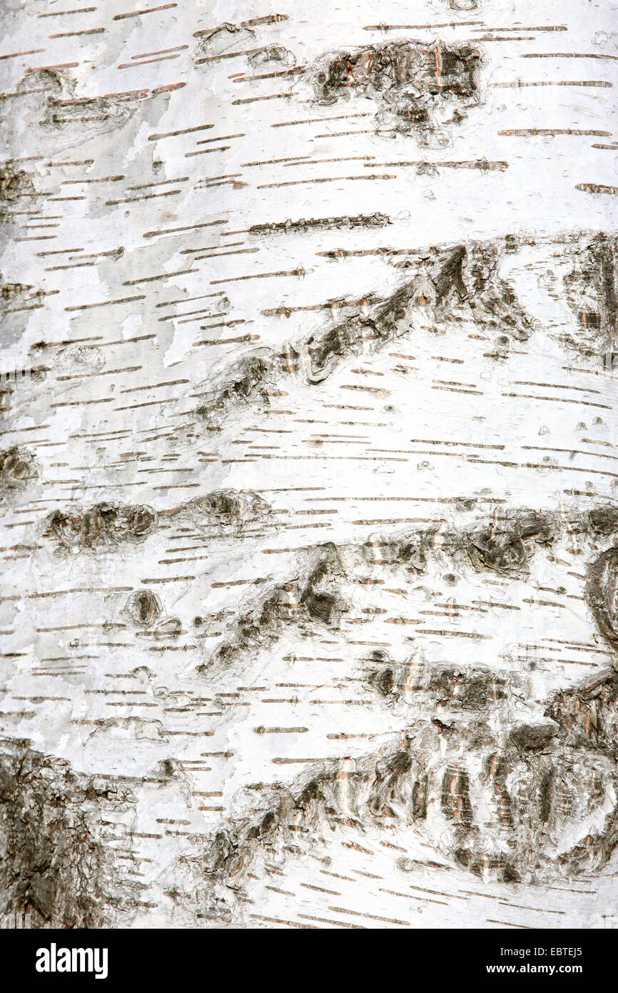 gemeinsamen Birke, Birke, Europäische weiße Birke, weiße Birke (Betula Pendel, Betula Alba), Rinde, Norwegen Stockfoto
