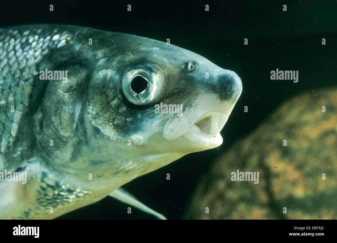 Schnäpel (Coregonus Oxyrhynchus, Coregonus Oxyrinchus, Coregonus Lavaretus Oxyrhynchus), Portrait mit dem Mund weit offen Stockfoto