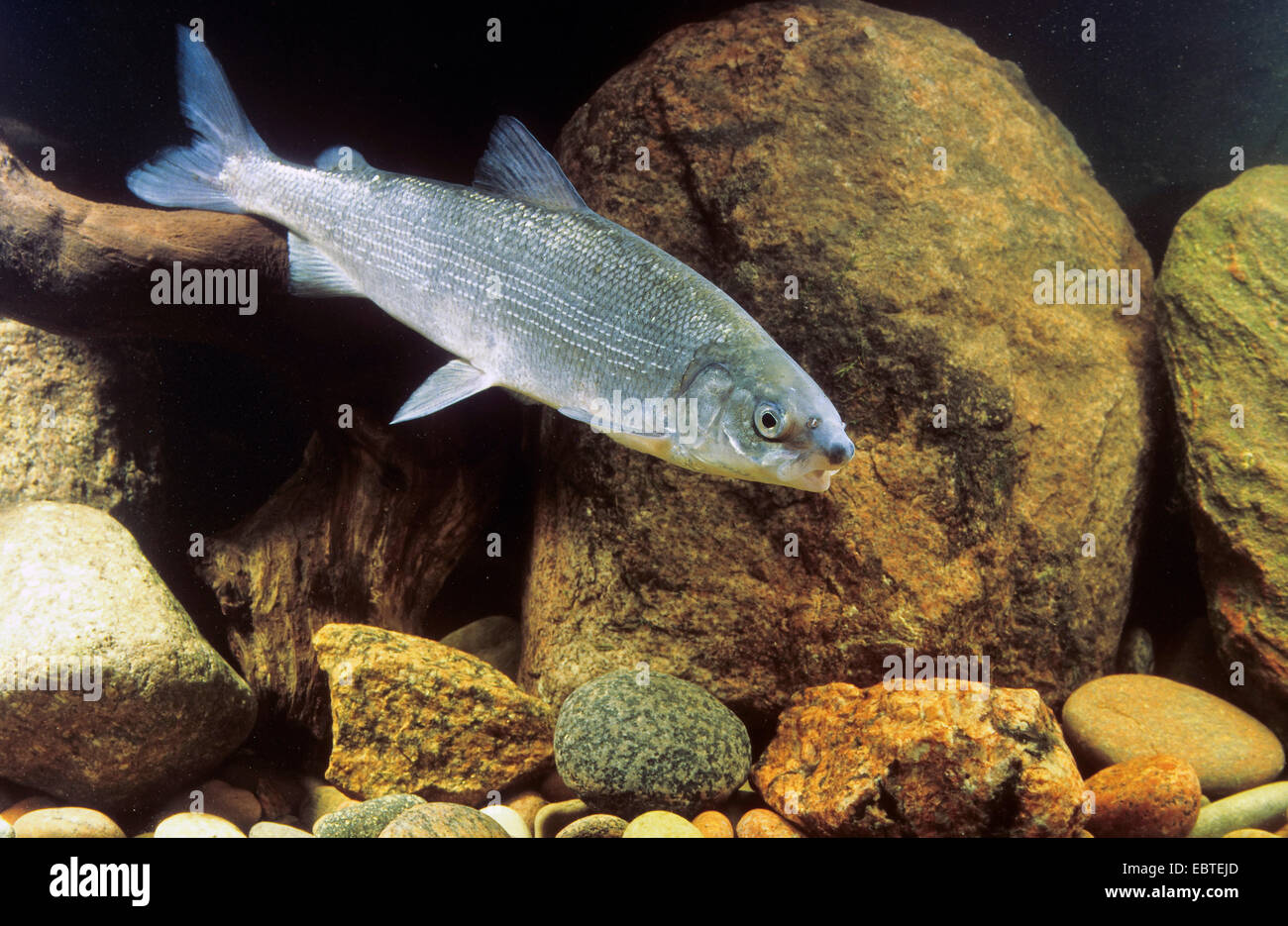 Schnäpel (Coregonus Oxyrhynchus, Coregonus Oxyrinchus, Coregonus Lavaretus Oxyrhynchus), Schwimmen unter Steinen, mit dem Mund weit offen Stockfoto