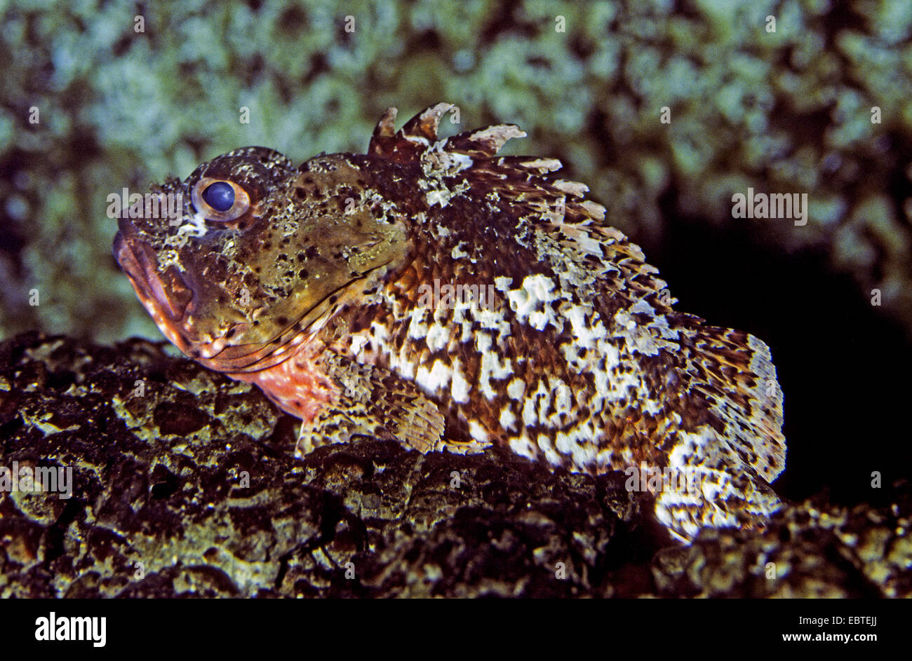 weniger rote Drachenköpfe, kleine Drachenköpfe, kleine rote Drachenköpfe (Scorpaena Notata, Scorpaena Ustulata), auf Felsen sitzend Stockfoto