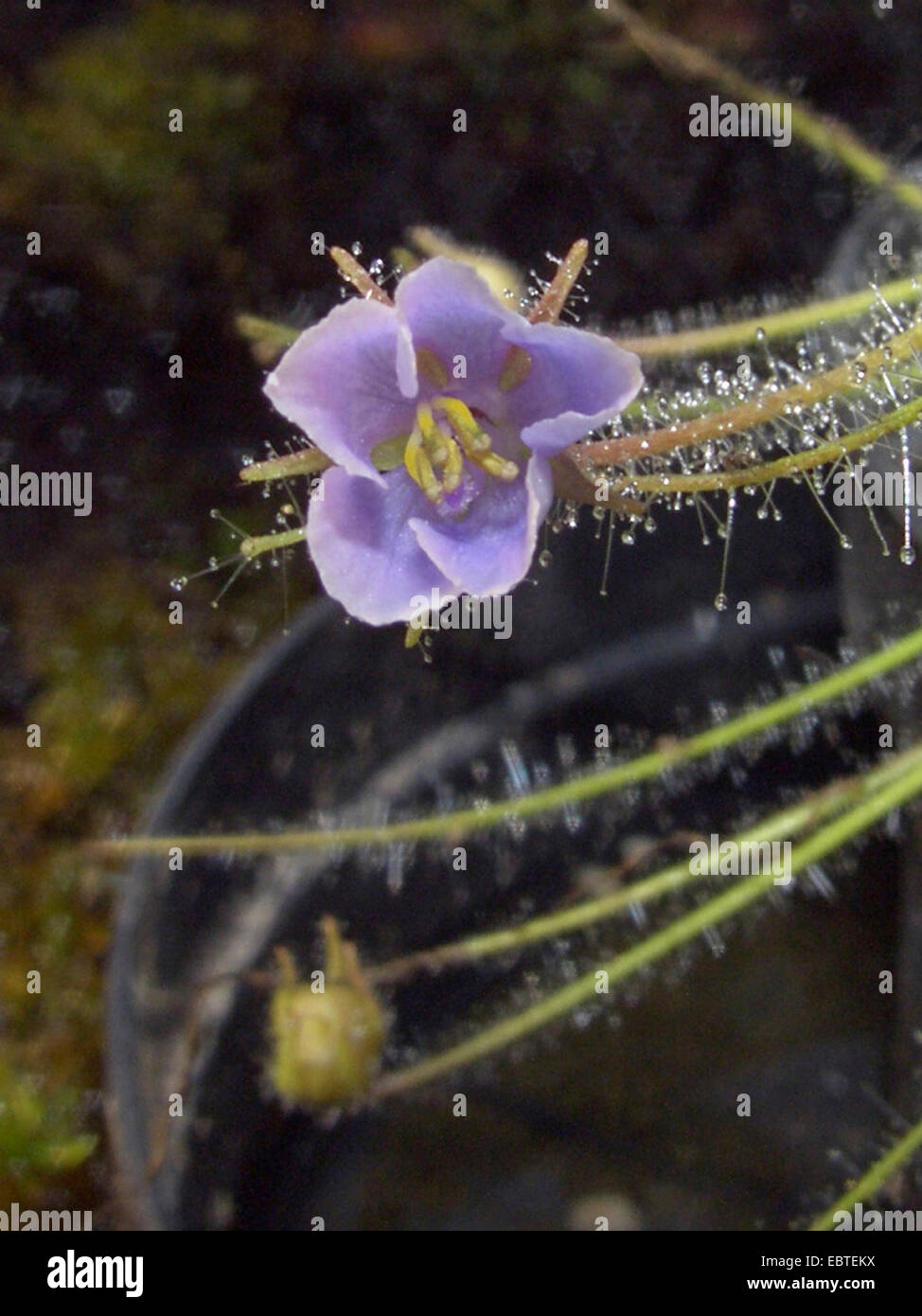 Regenbogen-Pflanze (Byblis Liniflora), blühen Stockfoto