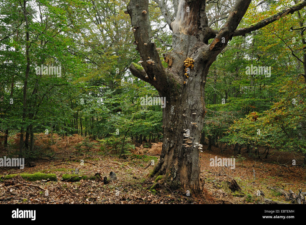 Halterung Pilze auf einen Toten Buche, Deutschland, Mecklenburg-Vorpommern, Nationalpark Mecklenburg Vorpommern Stockfoto