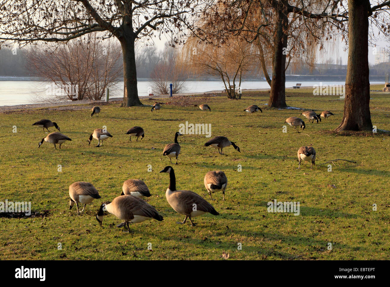 Kanadagans (Branta Canadensis), mehrere Vögel am Rheinufer, Deutschland Stockfoto