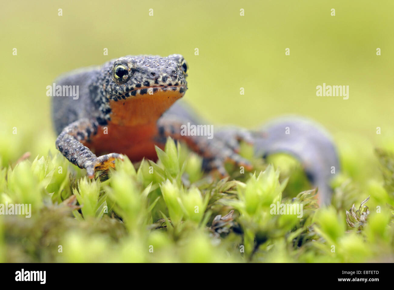 Bergmolch (Triturus Alpestris, Ichthyosaura Alpestris Mesotriton Alpestris), sitzen auf Moos, Deutschland Stockfoto