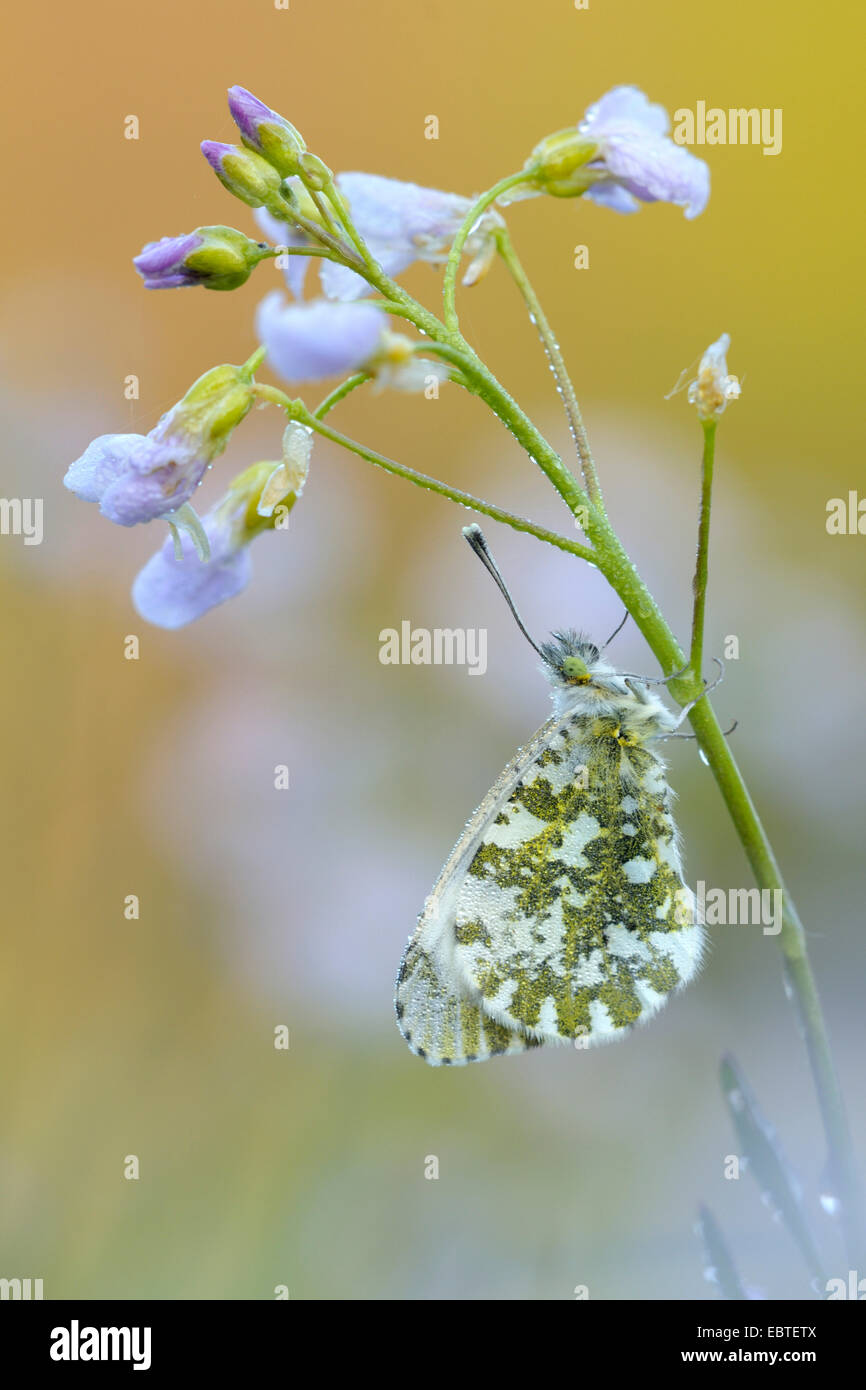 Orange-Tip (Anthocharis Cardamines), sitzt auf einem Cuckooflower, Deutschland Stockfoto