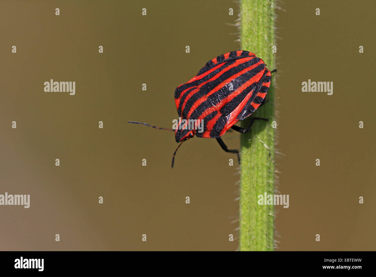 Graphosoma Lineatum, italienische Striped-Bug, Minstrel Bug (Graphosoma Lineatum, Graphosoma unsere), sitzen an einem Pflanzenstängel, Deutschland, Baden-Württemberg Stockfoto